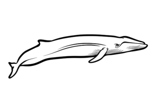Illustration Numérique procreate ©Guillaume Néel