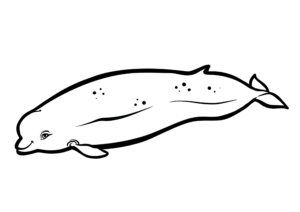 Illustration Numérique procreate ©Guillaume Néel
