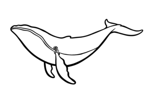 Illustration Numérique procreate ©Guillaume Néel