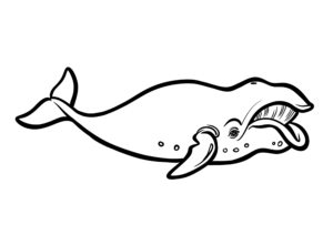 Illustration Numérique procreate ©Guillaume Néel