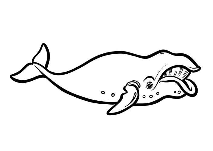Illustration Numérique procreate ©Guillaume Néel