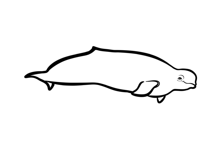 Illustration Numérique procreate ©Guillaume Néel