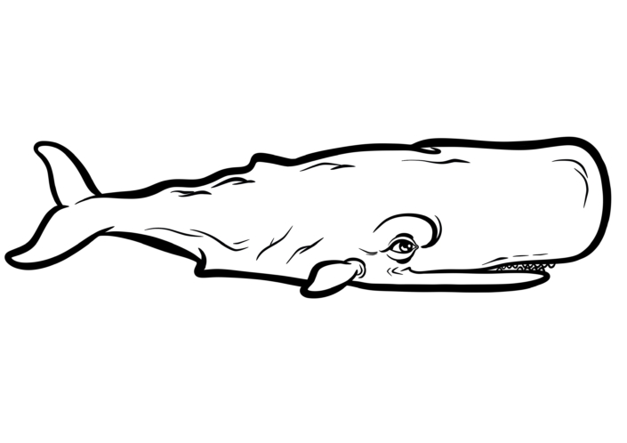 Illustration Numérique procreate ©Guillaume Néel