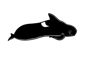 Illustration Numérique procreate ©Guillaume Néel
