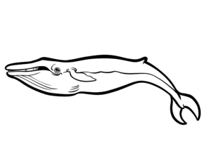 Illustration Numérique procreate ©Guillaume Néel